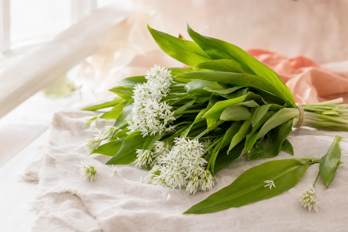 Ayı sarımsağı (Allium ursinum): ormanda taze yapraklar ve beyaz çiçekler